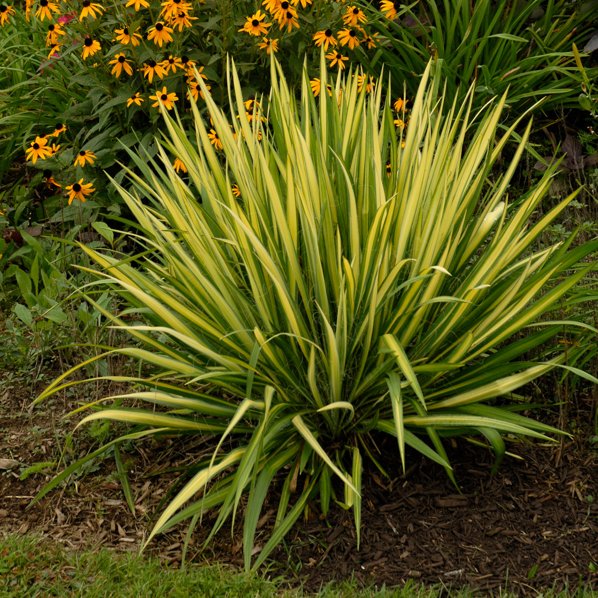 Spanish Dagger, Gold Variegated/ Adam's Needle 'Color Guard' (Yucca)