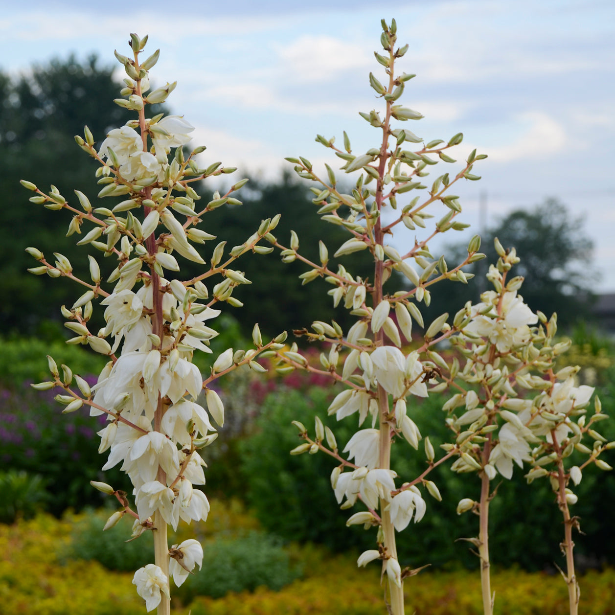 Spanish Dagger, Gold Variegated/ Adam's Needle 'Color Guard' (Yucca)