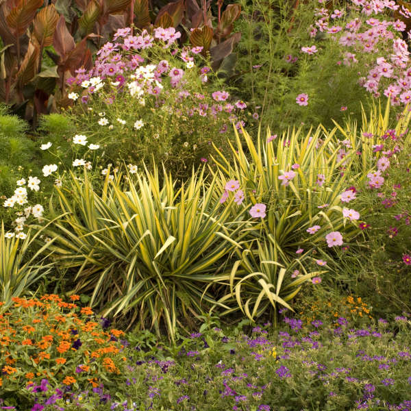 Spanish Dagger, Gold Variegated/ Adam's Needle 'Color Guard' (Yucca)