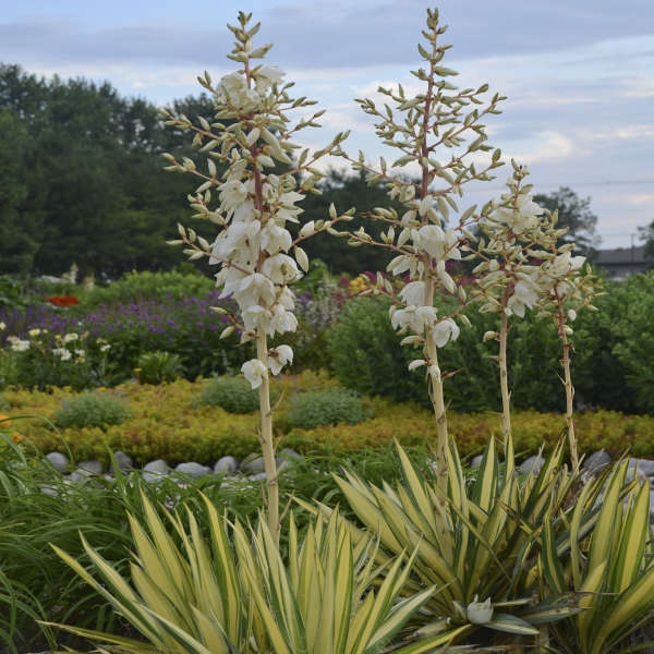 Spanish Dagger, Gold Variegated/ Adam's Needle 'Color Guard' (Yucca)