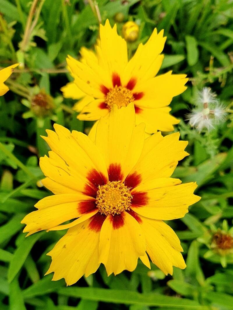 Coreopsis grandiflora 'Solanna Bright Touch'