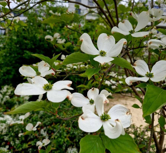 Cornus florida 'Appalachian Snow'