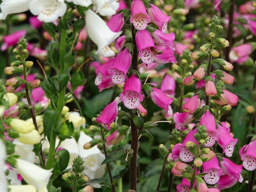 Digitalis purpurea 'Foxy'