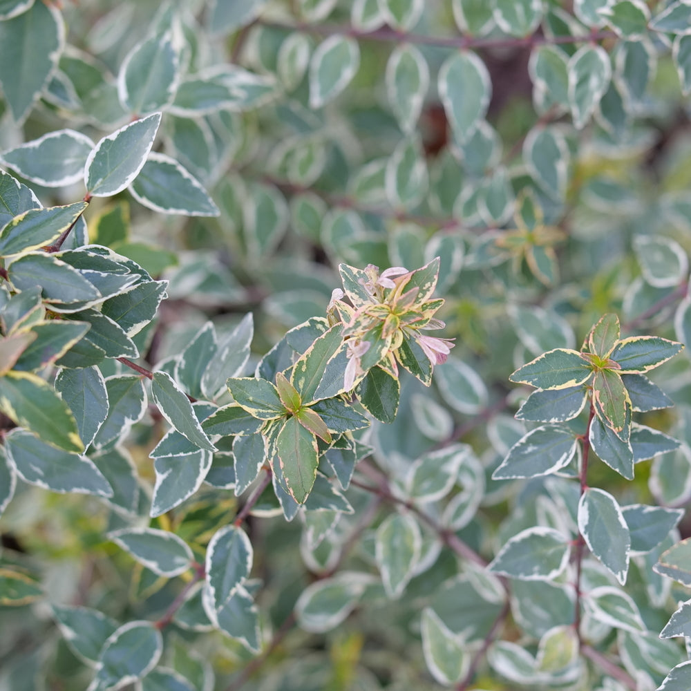 Abelia, Glossy Variegated Dwarf 'Mucho Gusto' (Abelia)
