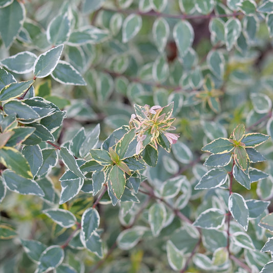 Abelia, Glossy Variegated Dwarf 'Mucho Gusto' (Abelia)