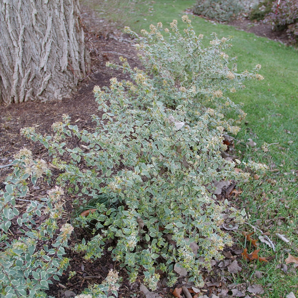 Abelia, Glossy Variegated Dwarf 'Mucho Gusto' (Abelia)