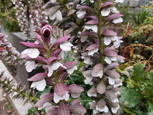 Acanthus molis 'Oak Leaf'