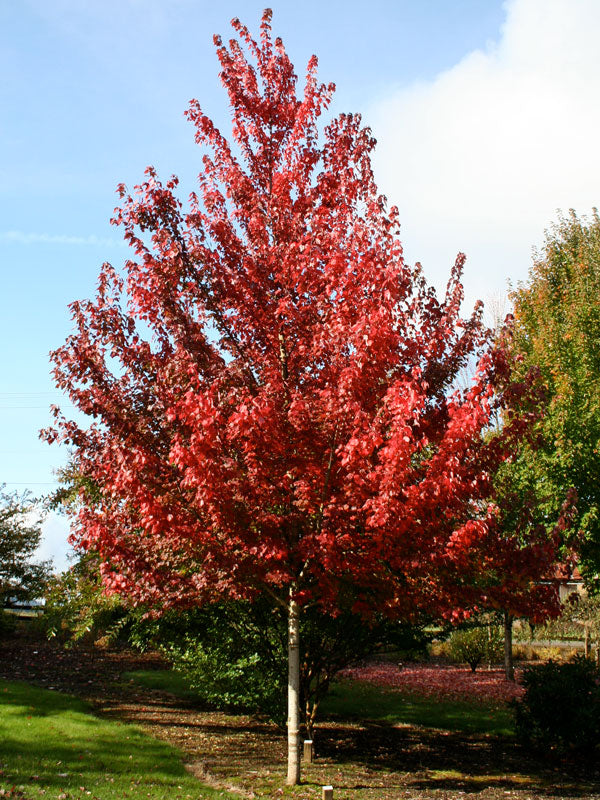 Acer rubrum 'Brandywine'