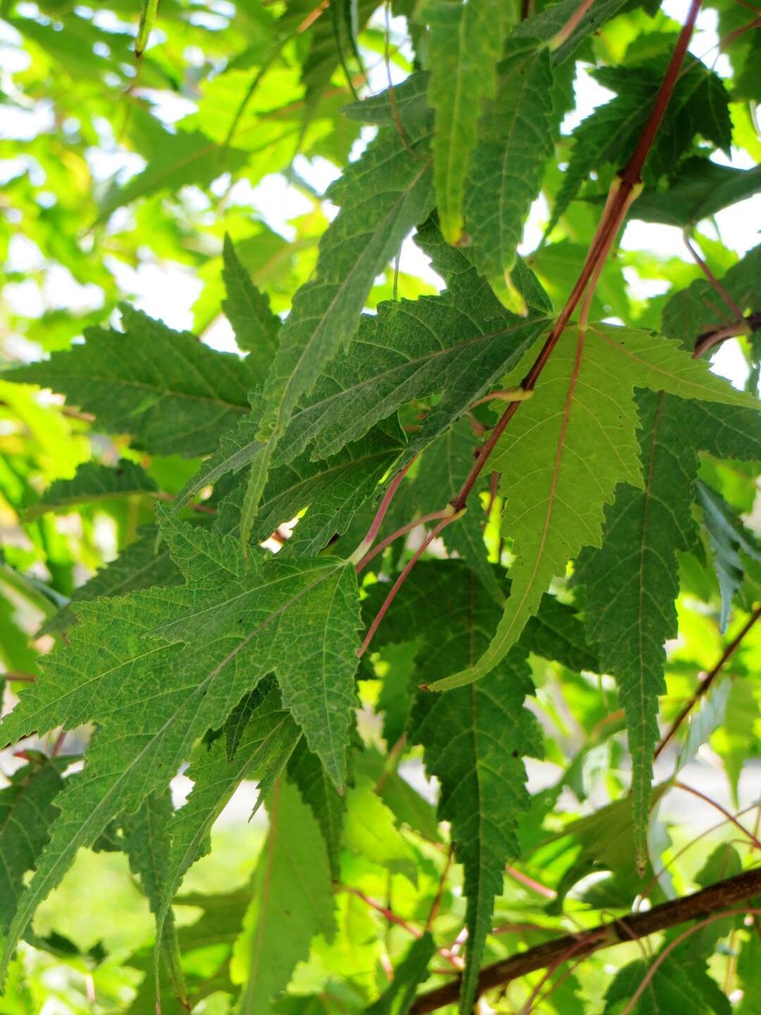 Acer ginnala 'Flame'