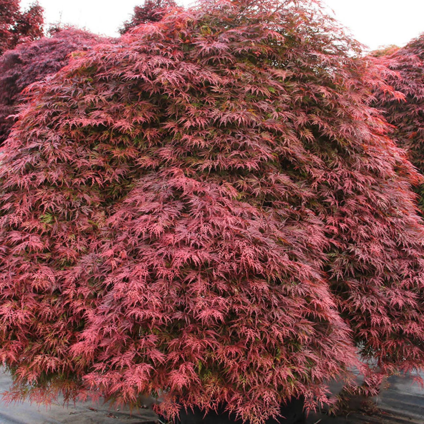 Acer palmatum 'Orangeola'