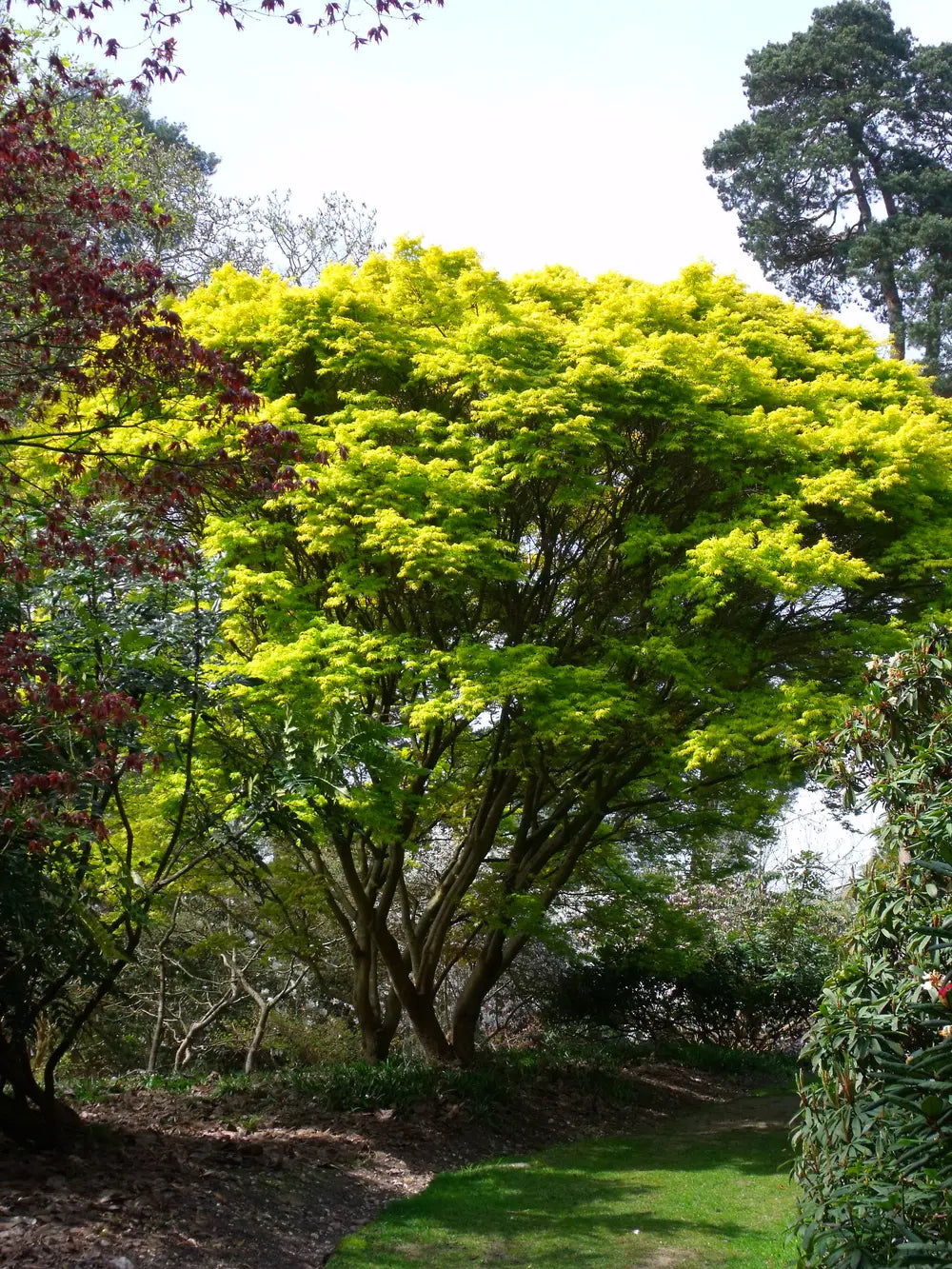 Acer palmatum 'Katsura'