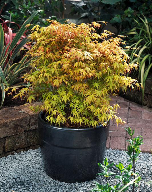 Acer palmatum 'Katsura'