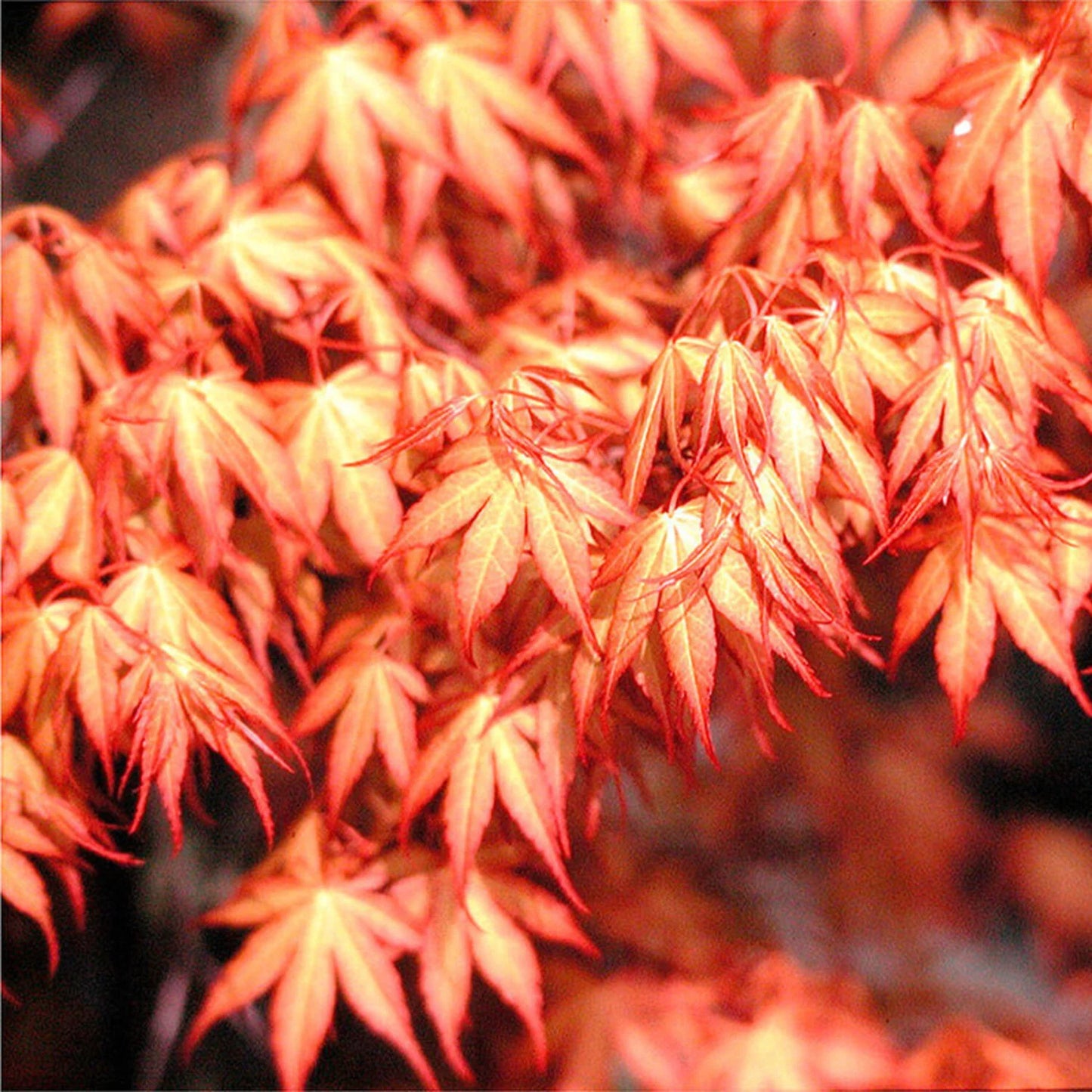 Acer palmatum 'Katsura'