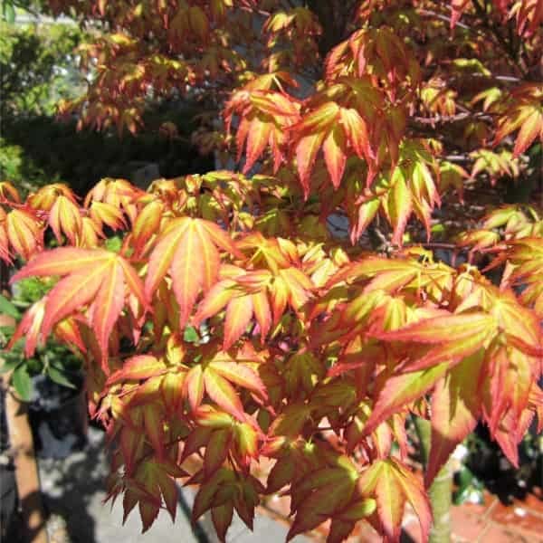 Acer palmatum 'Murasaki Kiyohime'