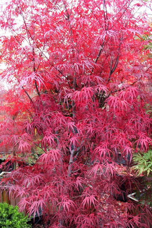 Acer palmatum 'Pung Kil'