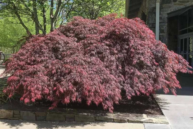 Acer palmatum var. dissectum 'Tamukeyama'