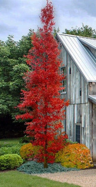 Acer palmatum 'Tsukasa Silhouet'