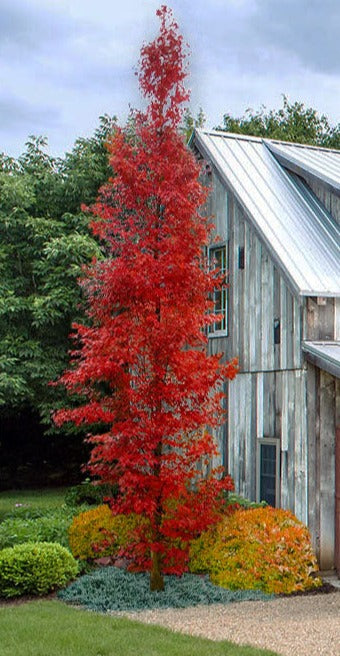 Acer palmatum 'Tsukasa Silhouet'