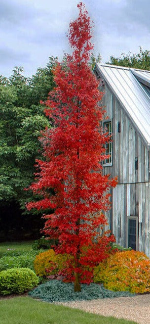 Acer palmatum 'Tsukasa Silhouet'