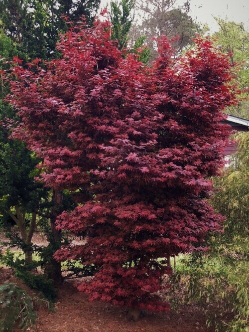 Acer palmatum 'Twombly Red Sentinel'