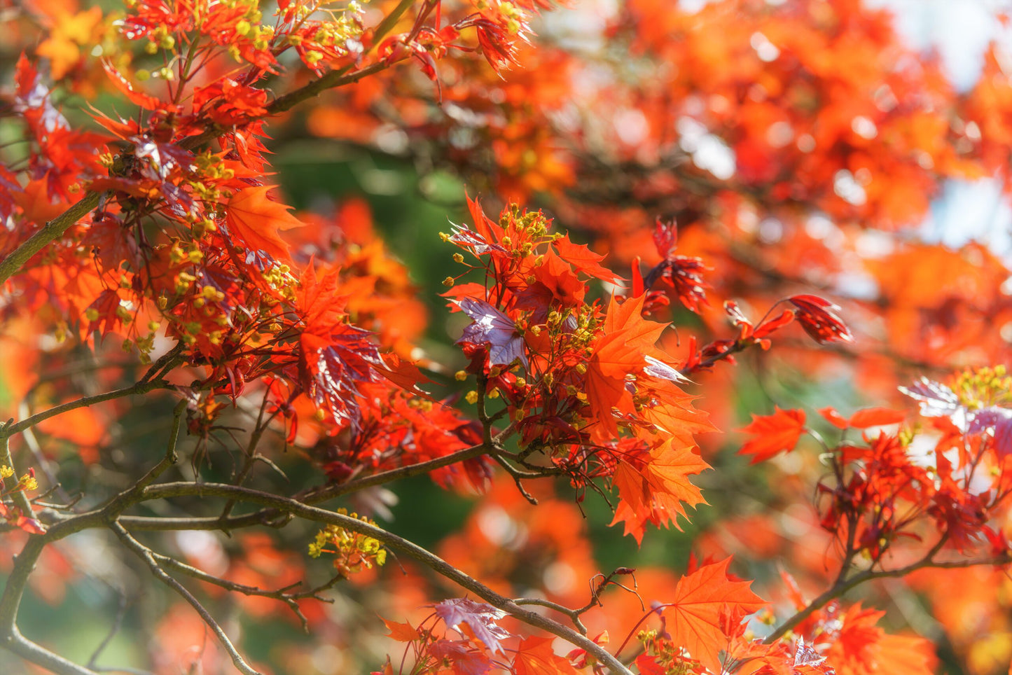 Acer platanoides 'Crimson Sentry'