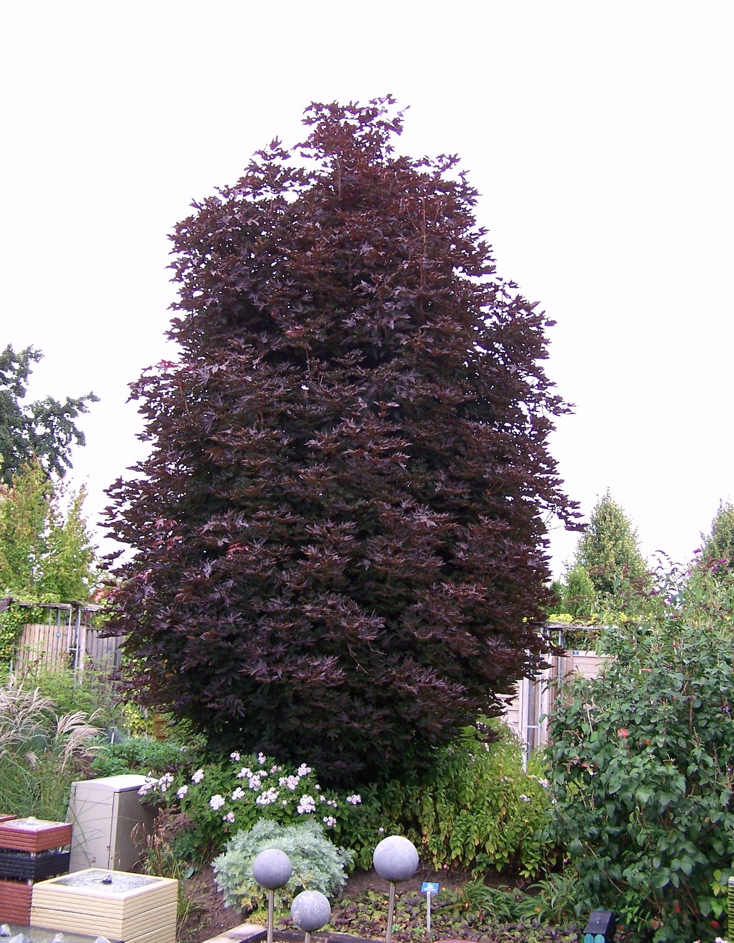 Acer platanoides 'Crimson Sentry'