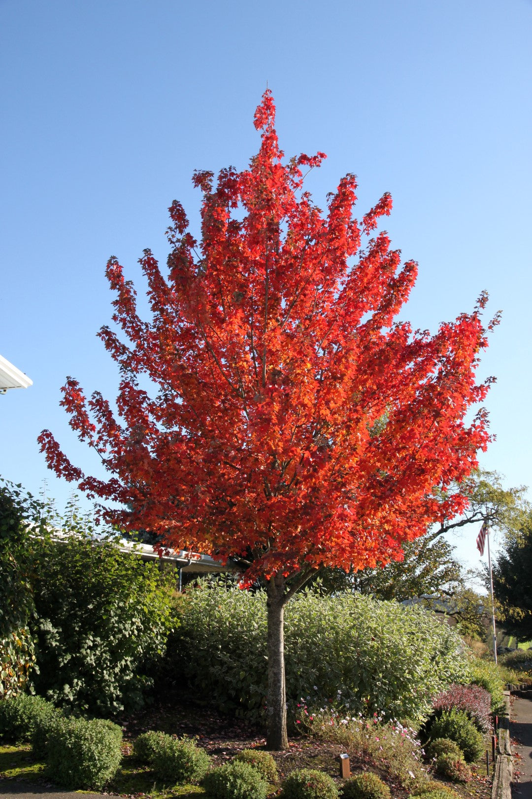 Maple, Red 'Redpointe' (Acer)