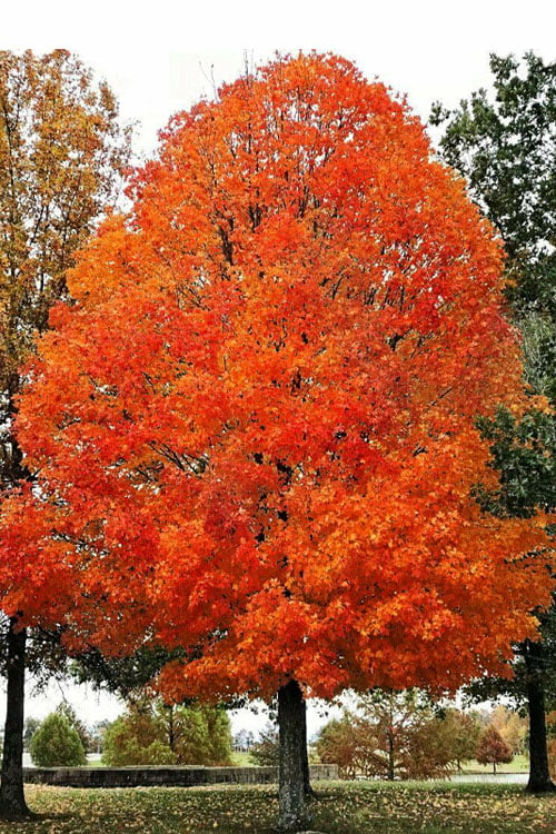 Maple, Sugar 'Legacy' (Acer)