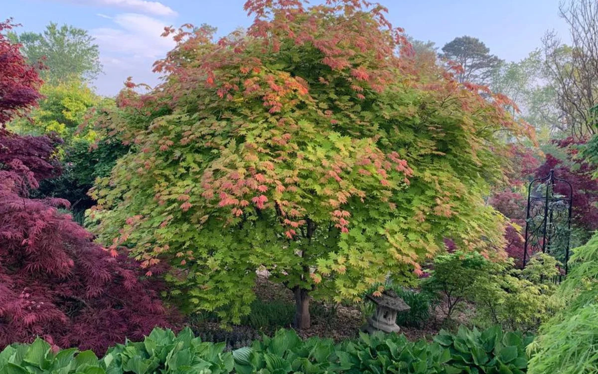 Acer shirasawanum 'Moonrise'