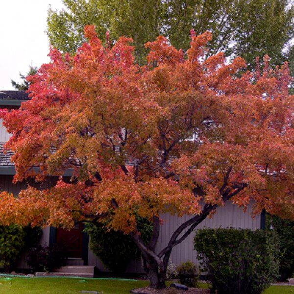 Acer tataricum s. ginn. 'Flame'