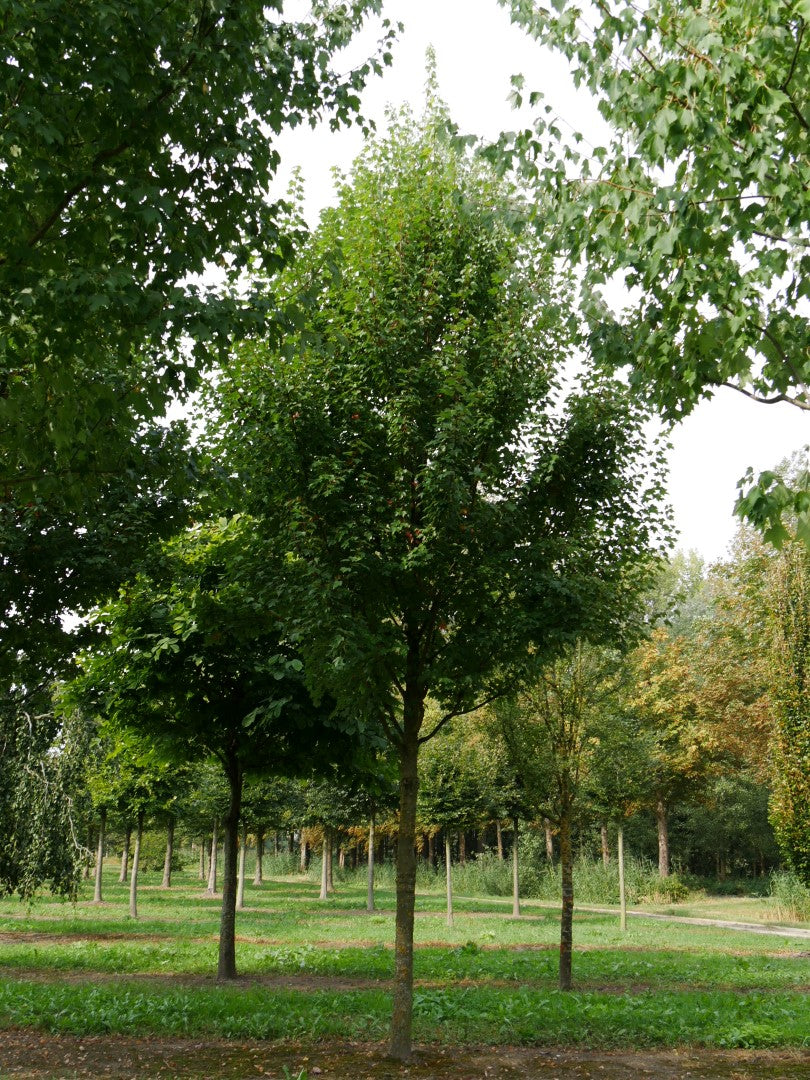 Acer rubrum 'Brandywine'