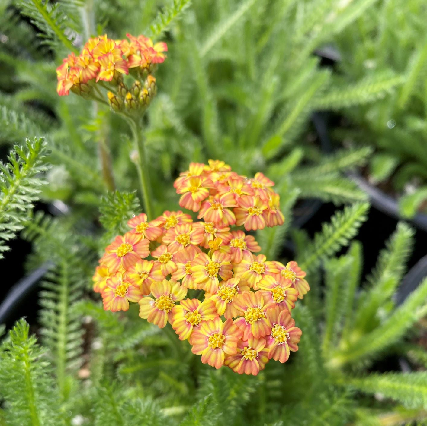 Achillea 'Desert Eve TerraCotta'