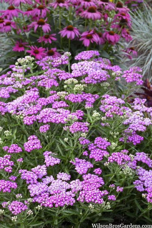 Achillea 'Firefly Amethyst'