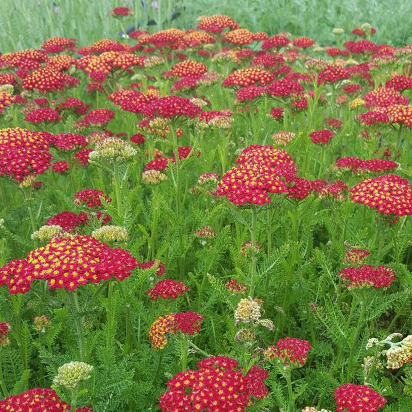 Yarrow 'Desert Eve Red' (Achillea)