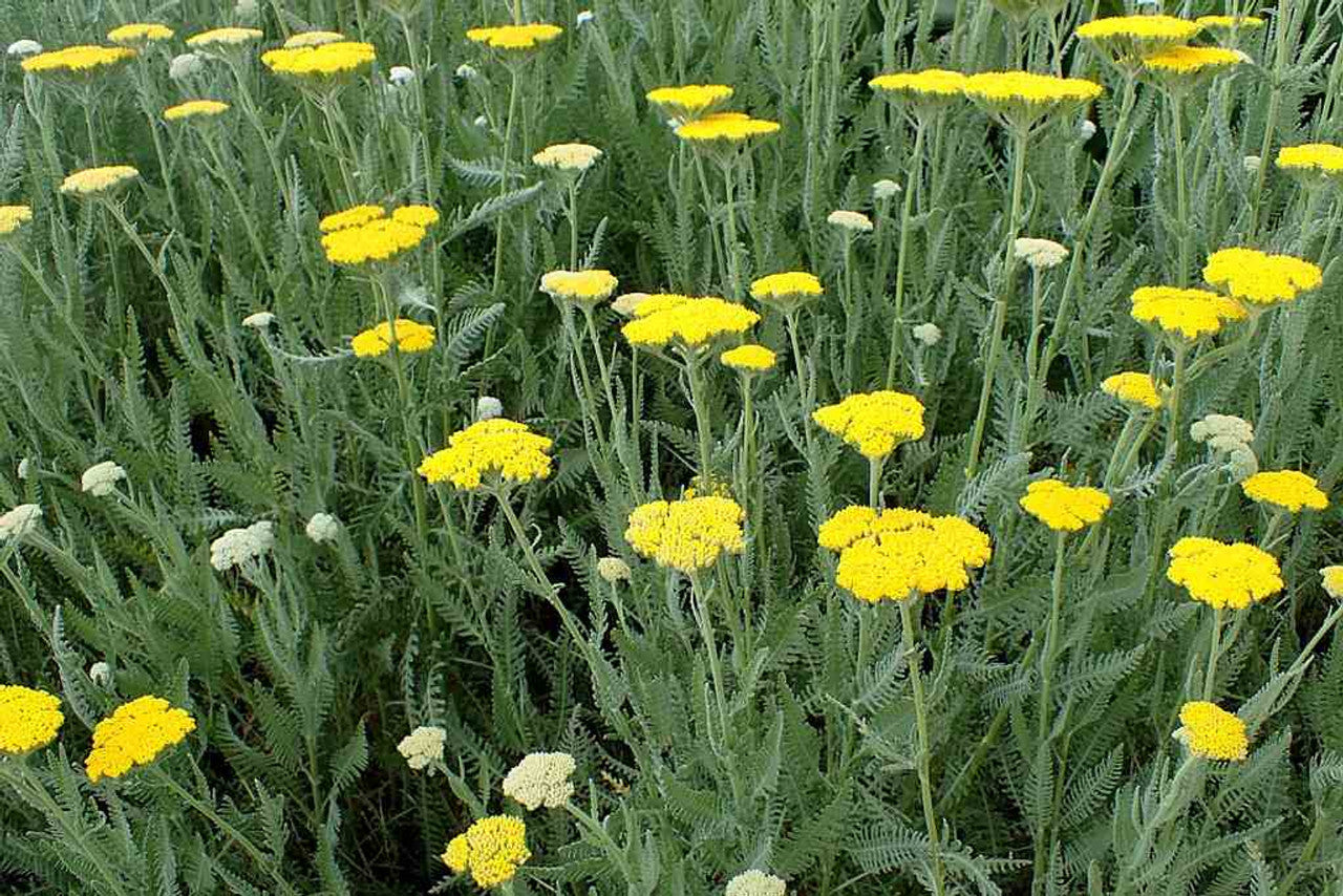 Achillea millefolium 'Moonshine'