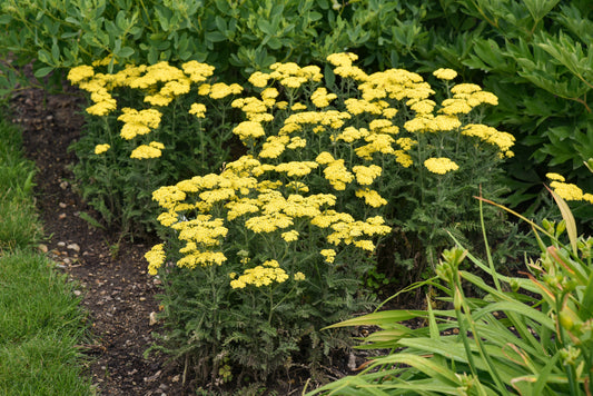 Achillea 'Firefly Sunshine'