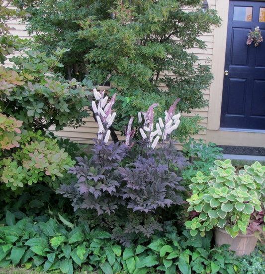 Actaea 'Chocoholic'