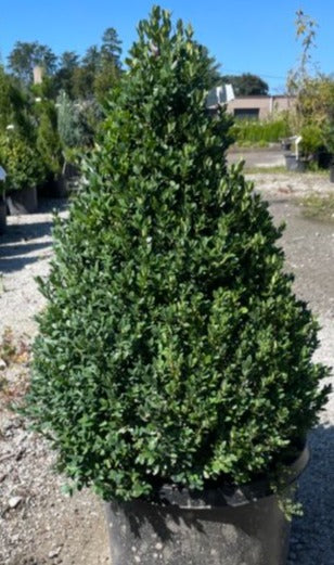 Buxus x 'Green Mountain Select'