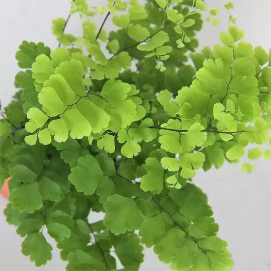 Adiantum raddianum 'Fritz Luthi'