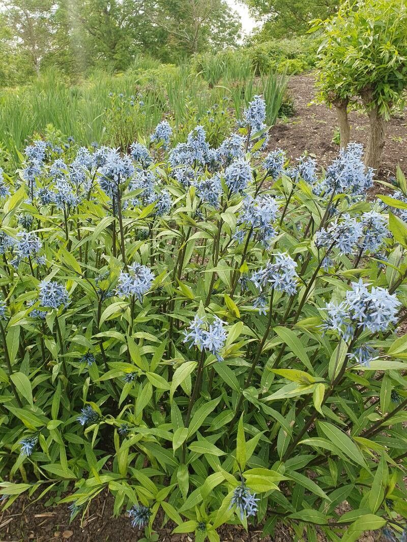 Amsonia tabernaemontana