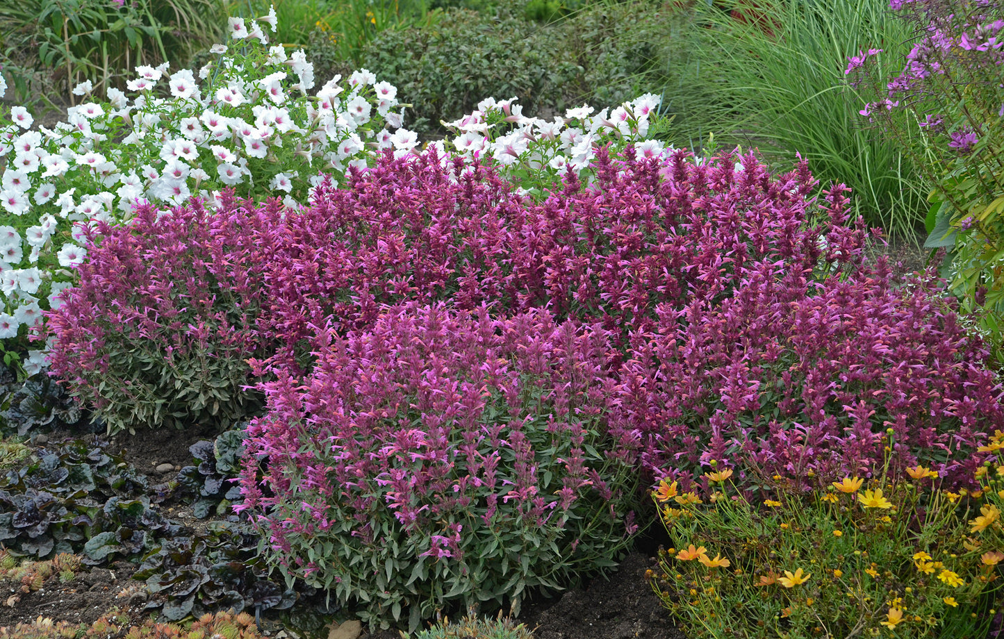 Hyssop, Anise/ Hummingbird Mint 'Rosie Posie' (Agastache)
