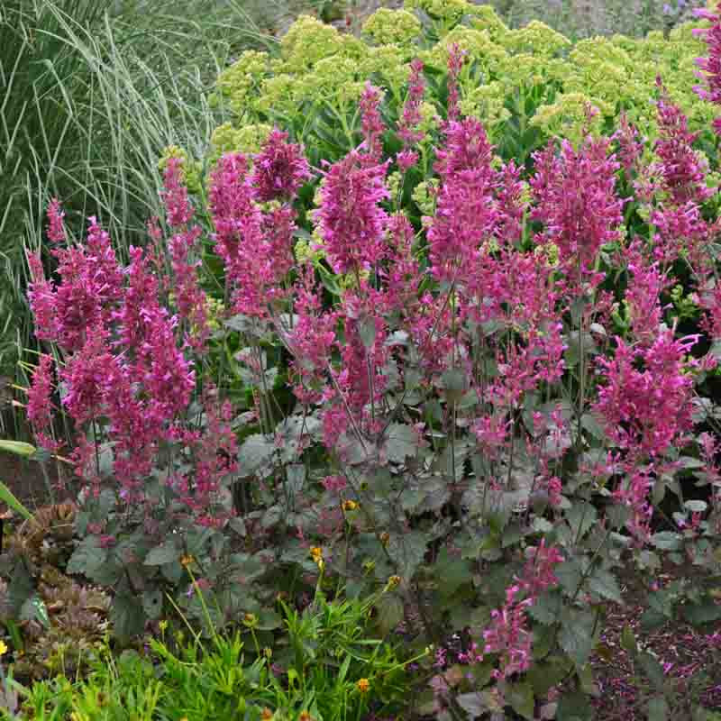 Agastache 'Bolero'