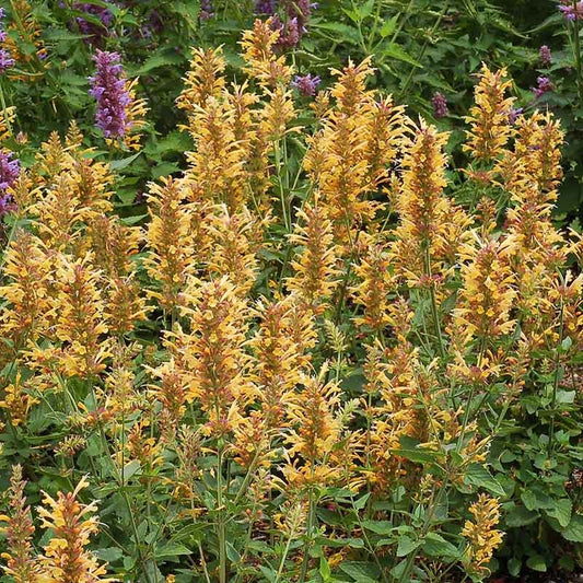 Agastache 'Kudos Gold'