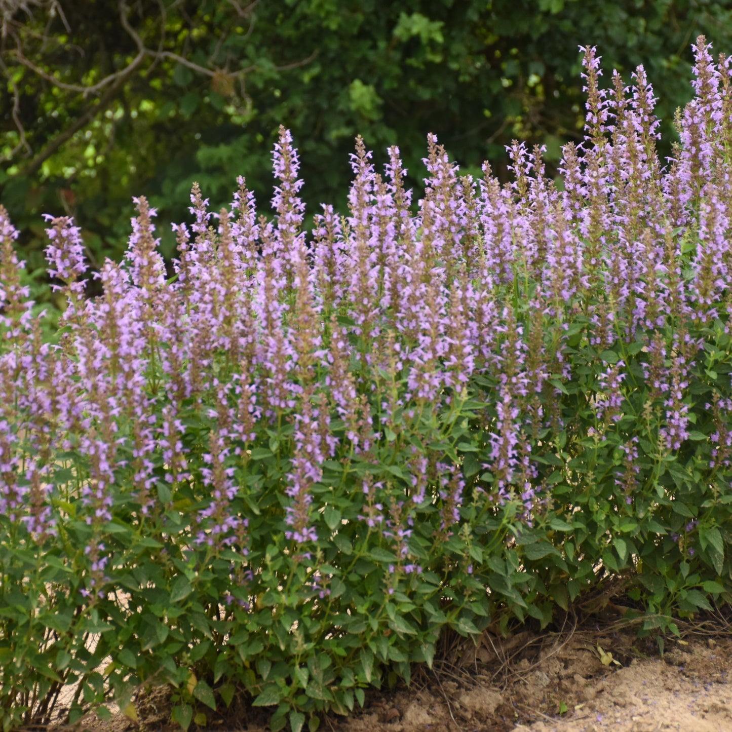 Hyssop, Anise/ Hummingbird Mint 'Blue Bayou' (Agastache)