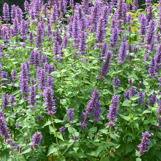 Agastache 'Blue Boa'