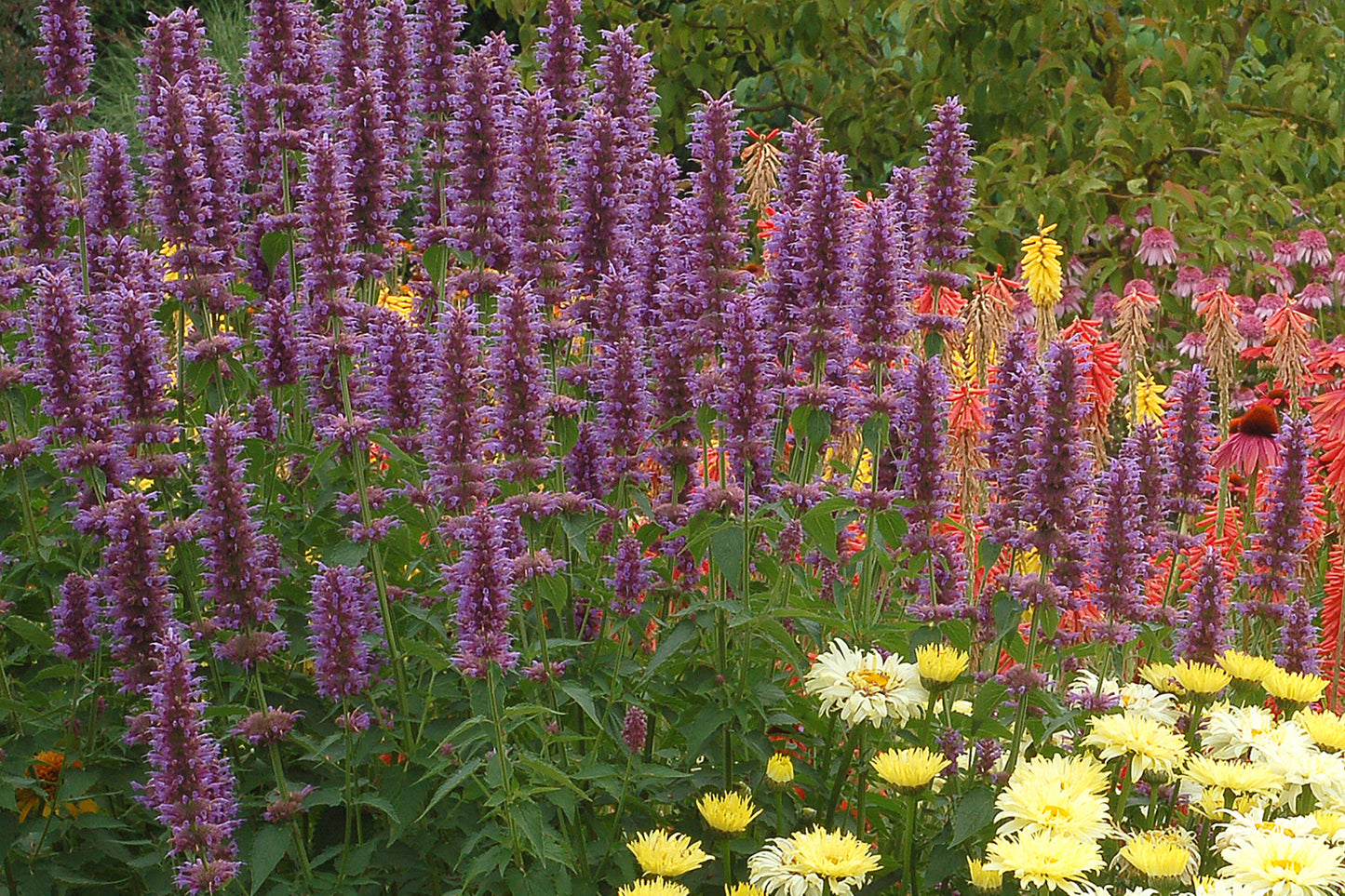 Hyssop, Anise/ Hummingbird Mint 'Blue Boa' (Agastache)