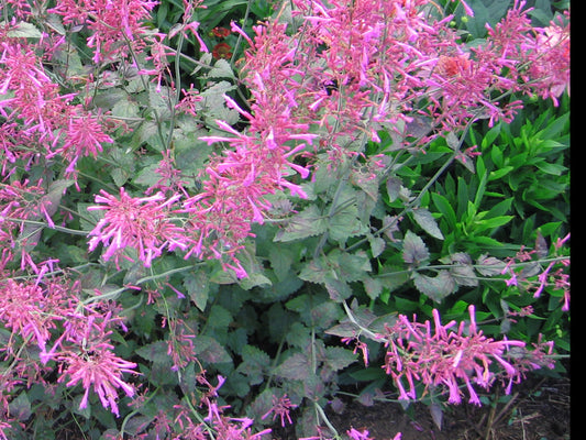 Agastache 'Bolero'