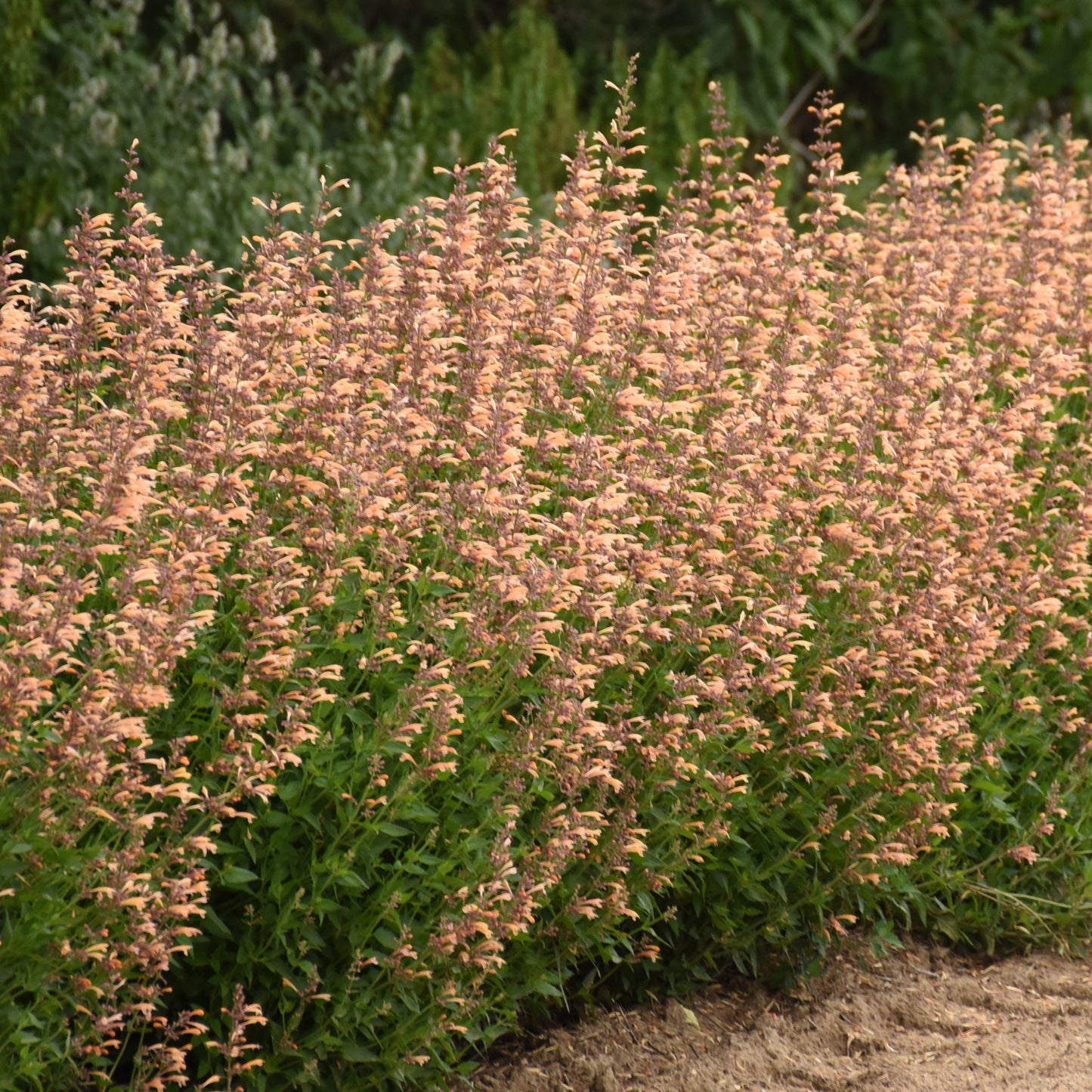 Agastache 'Meant to Be'