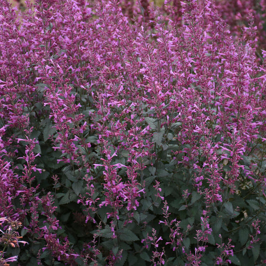 Hyssop, Anise/ Hummingbird Mint 'Meant to Bee Royal Raspberry' (Agastache)