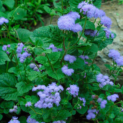 Ageratum houstonianum